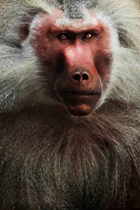 National Geographic International -2013
