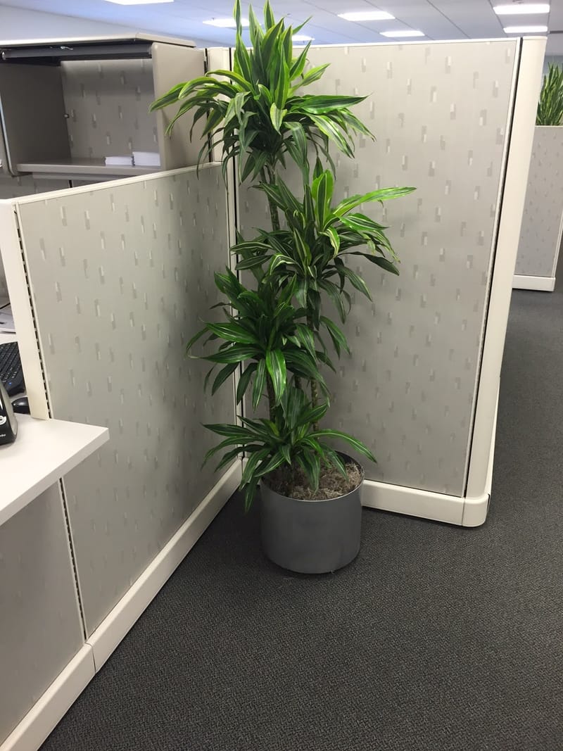 COATSTANDS, LAMPS, WASTEBINS, FANS, UPLIGHTERS, WATERCOOLERS