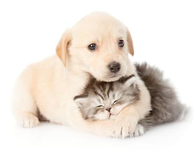 Microchipping image