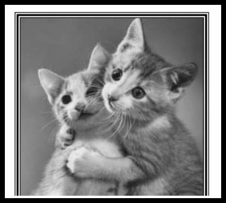 Why Should You Neuter and Spay Your Cats?