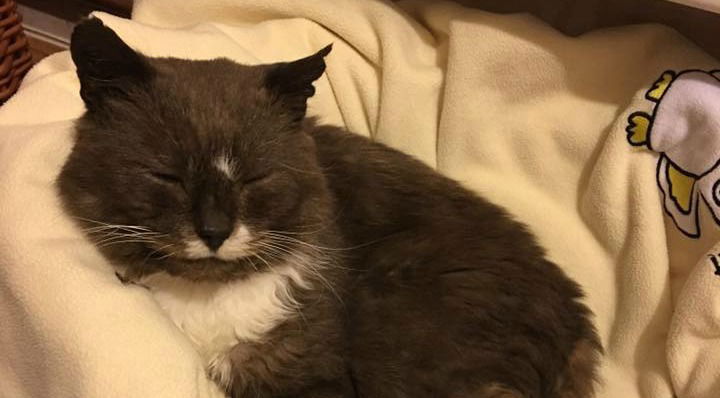 Could You Foster a Cat?