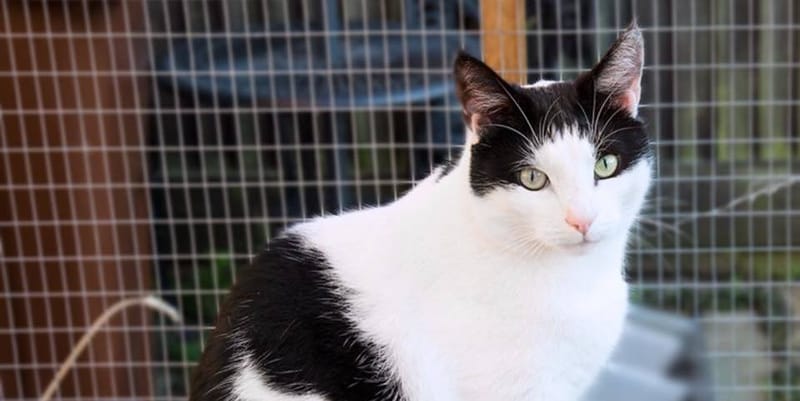 Bringing Your Newly Adopted Cat Home