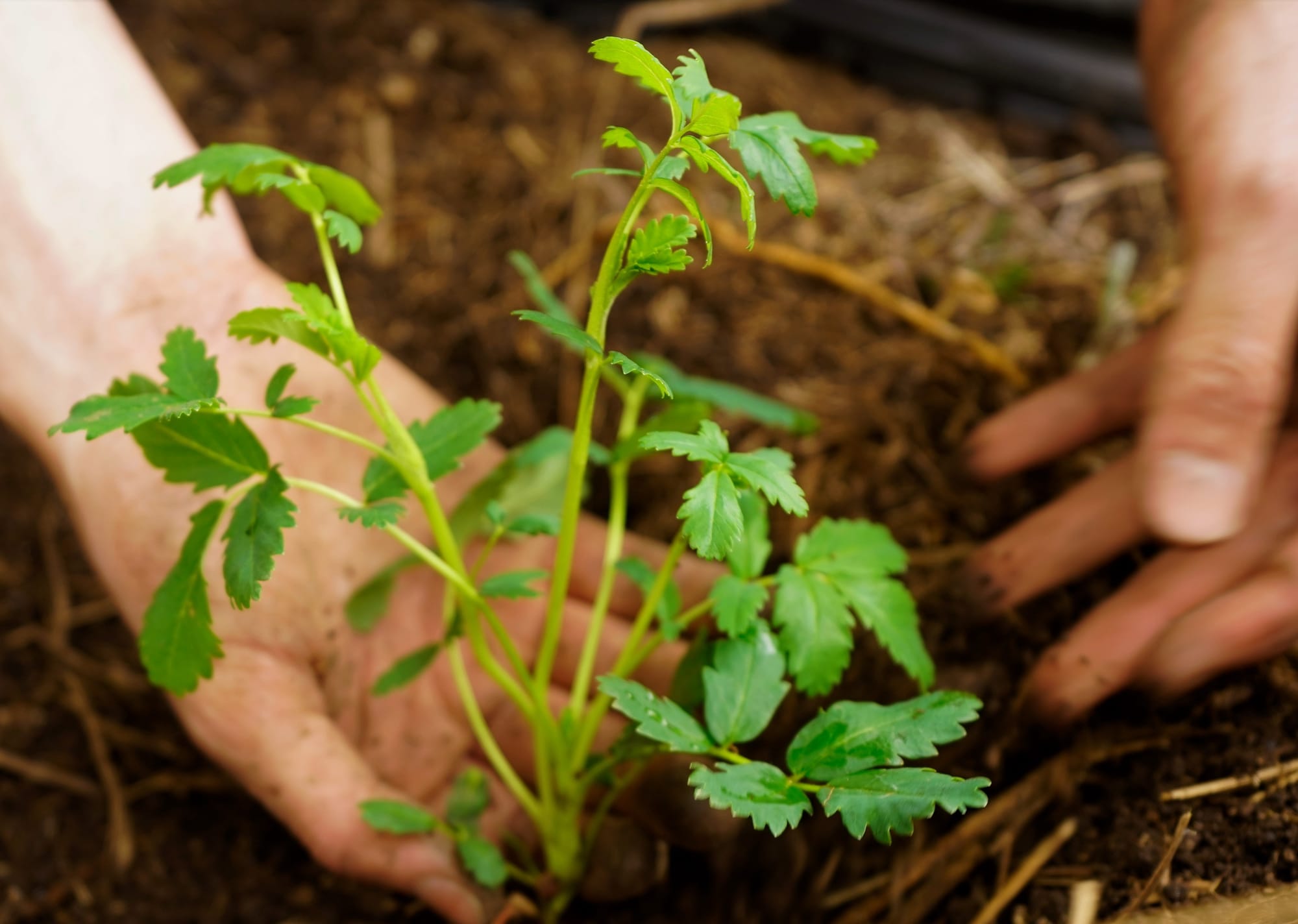 Manos que Tejen Bosques 2020