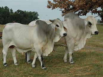BRAHMAN