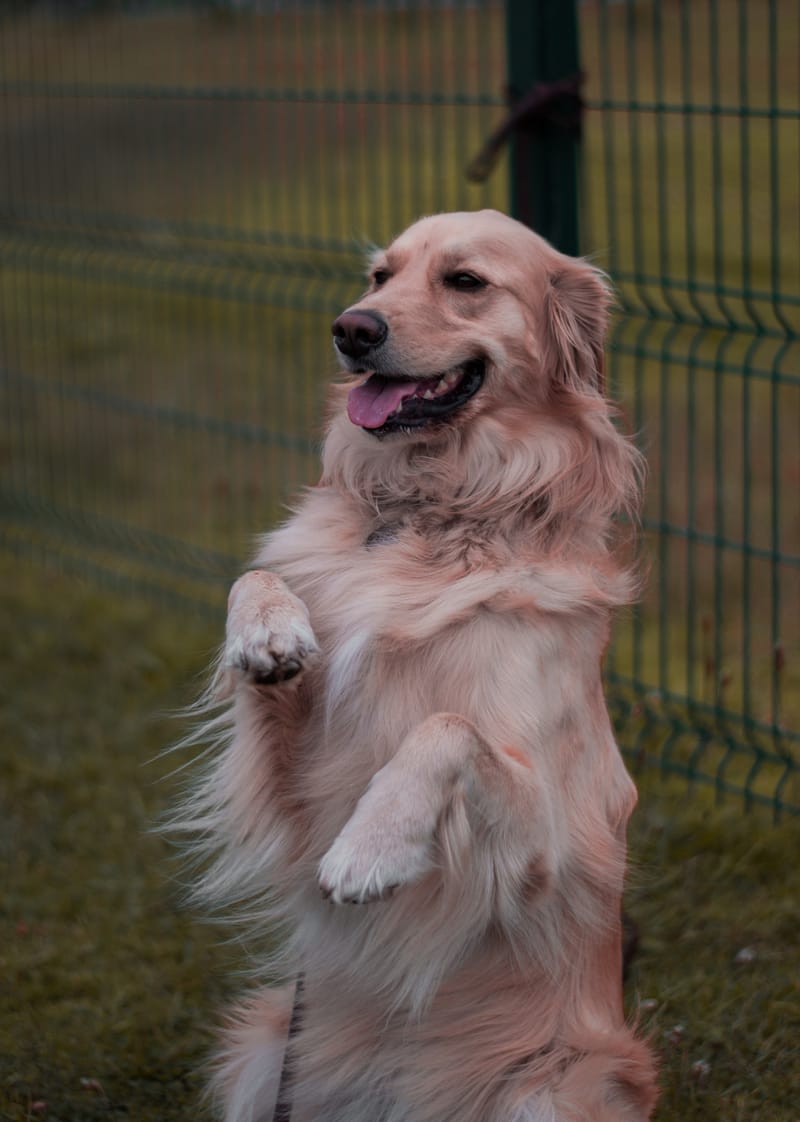 Basic Obedience Training