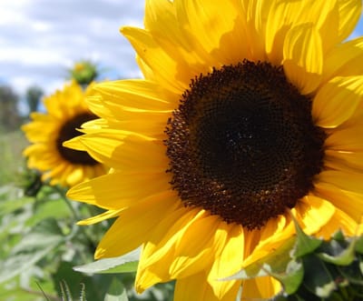 Hopeful Hearts image