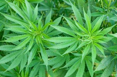 למה 420 image