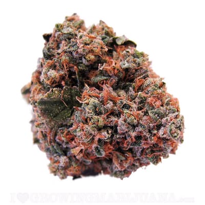 סטרוברי קוש