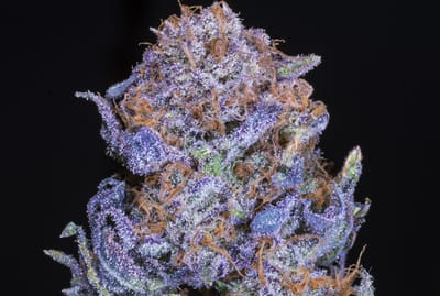 בלאקברי קוש