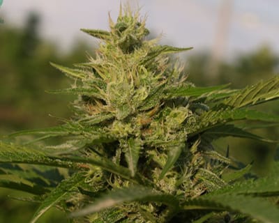 אג'נט אורנג'