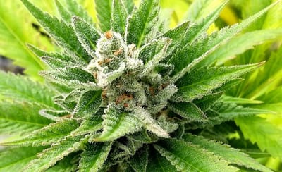 מאווי וואוי