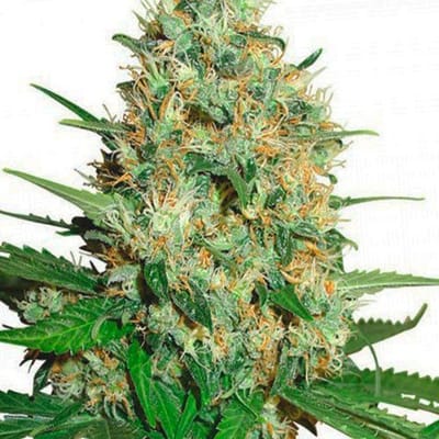 תות אנח עמון