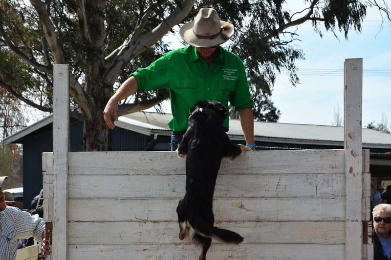 DOG HIGH JUMP