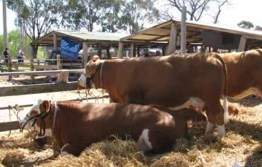 BEEF STUD CATTLE