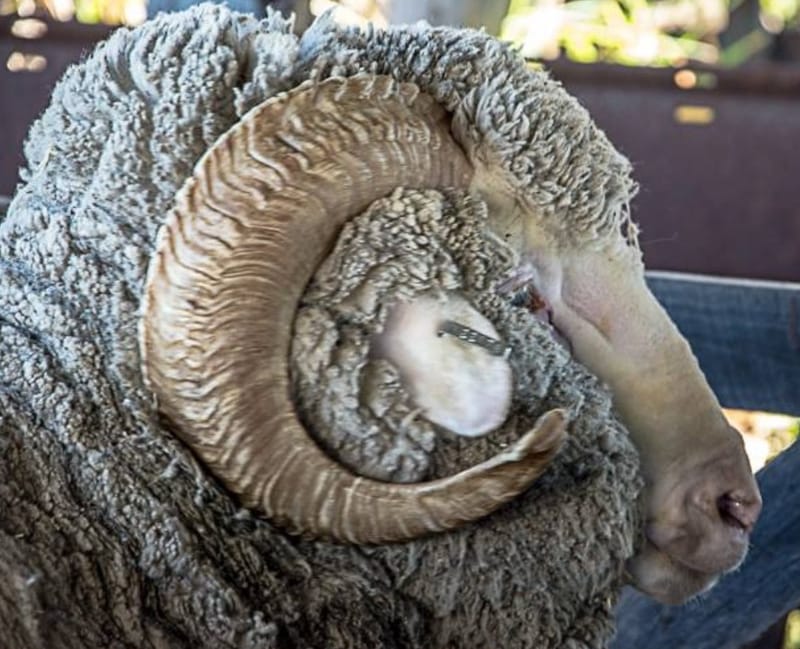 MERINO SHEEP