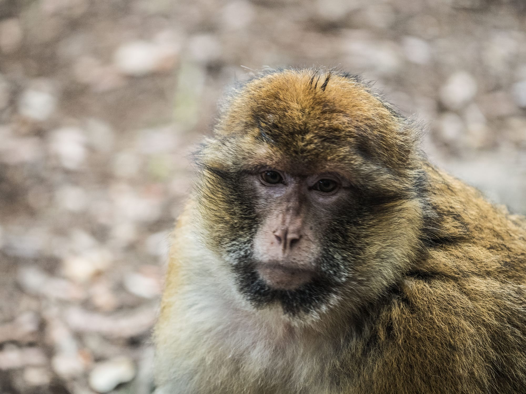 Macaco de Berbería