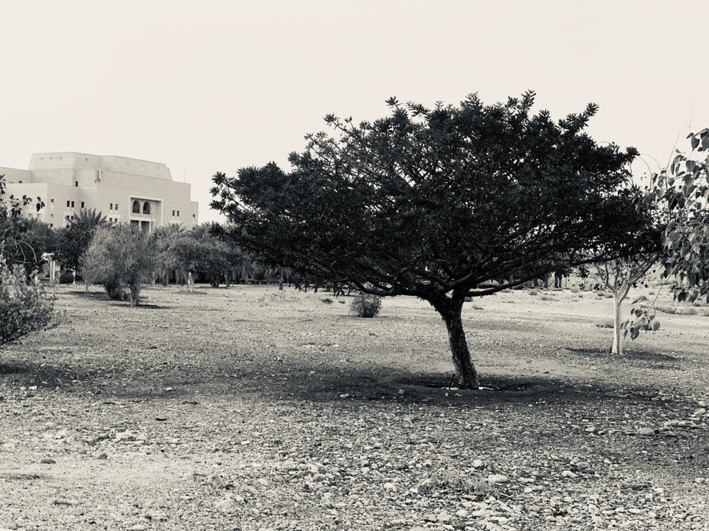 مُعِد الموقع