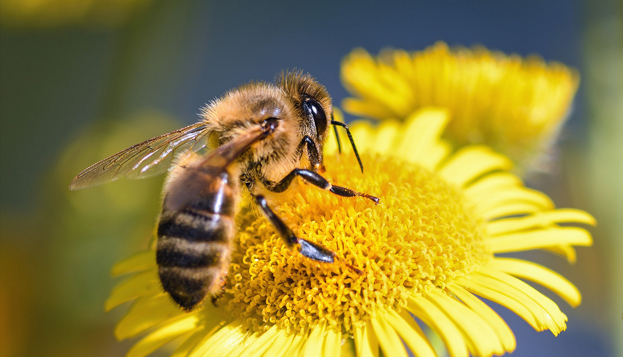 ¡ 22 DE MAYO DÍA MUNDIAL DE LA BIODIVERSIDAD !