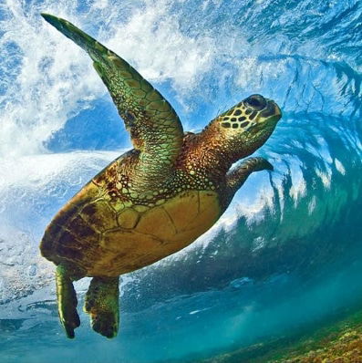 ¡16 DE JUNIO DÍA MUNDIAL DE LAS TORTUGAS MARINAS!