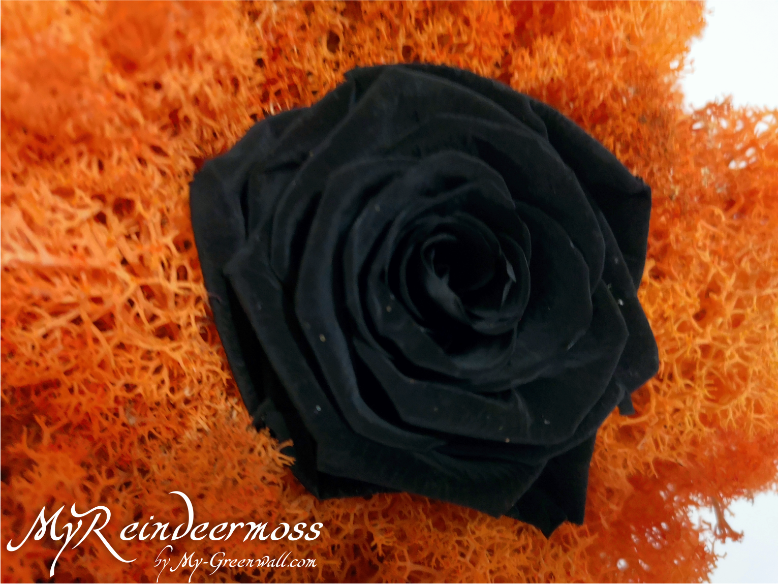 BlackRose