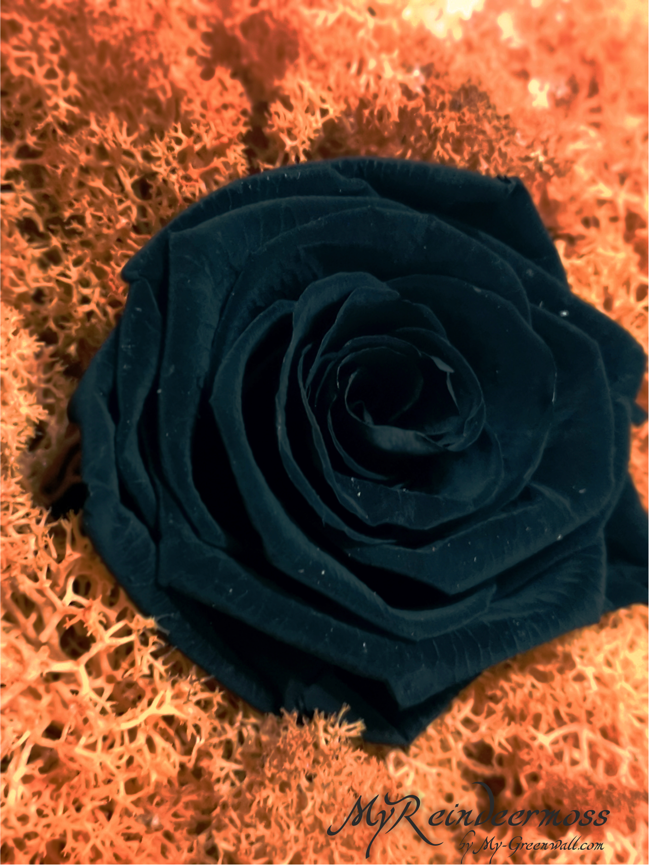 BlackRose