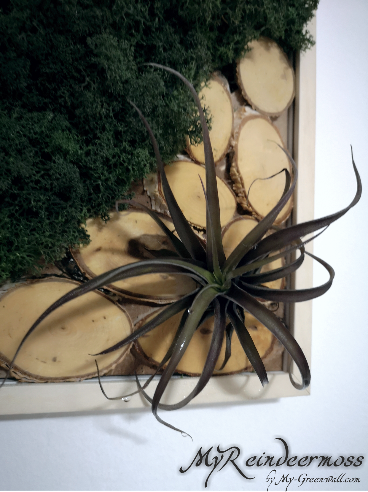 Air Plant 1