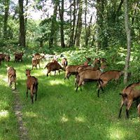 Bienvenue à la clairière