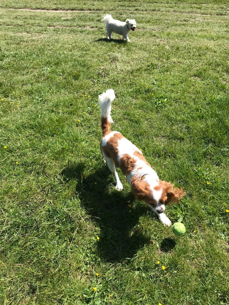 Simone’s Doggy Creche