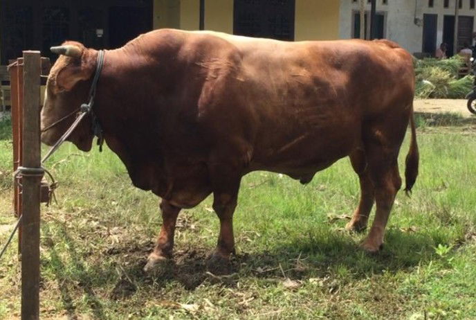 Cara Memilih Hewan Kurban yang Bagus