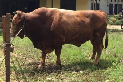 Cara Memilih Hewan Kurban yang Bagus