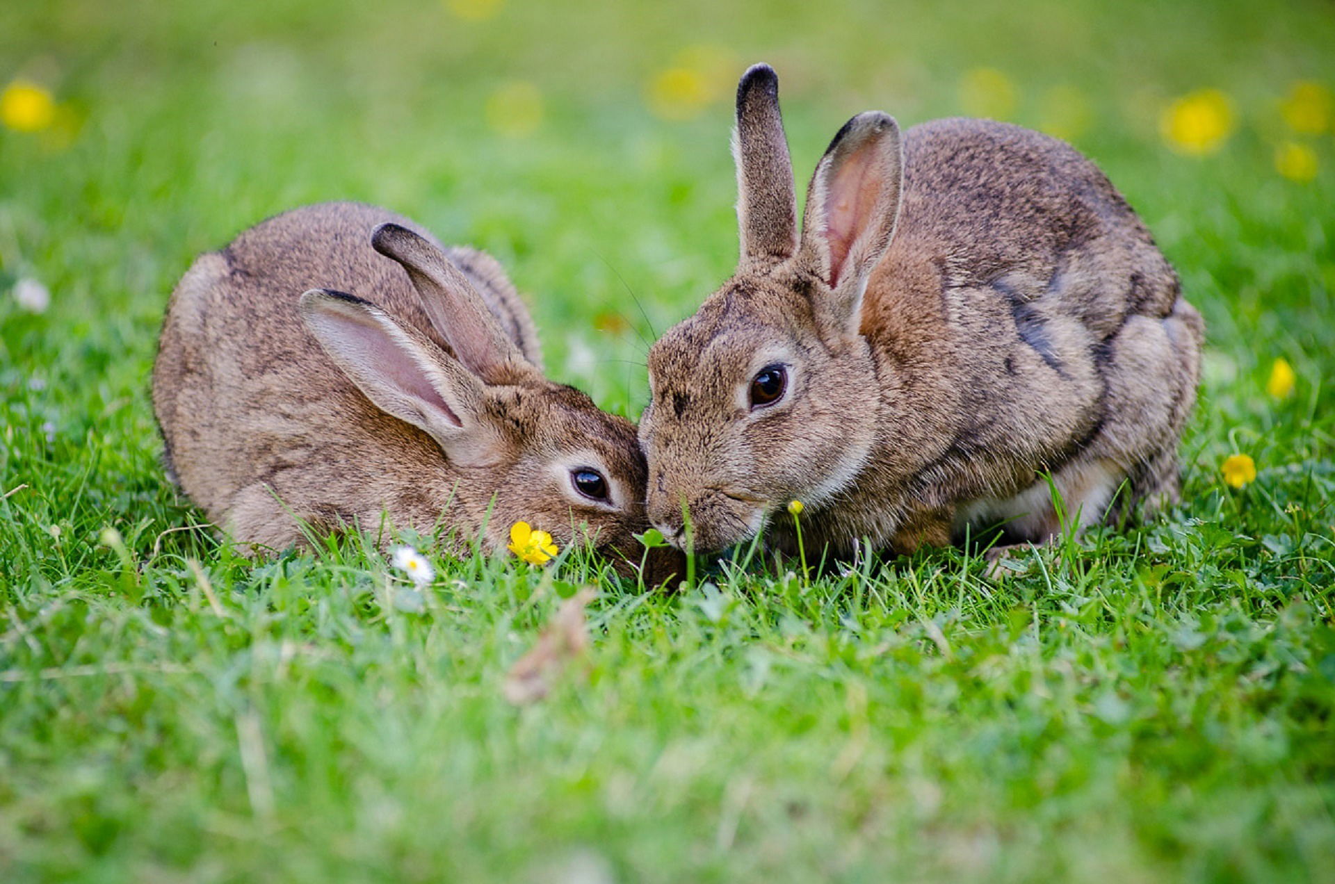 ¿QUE COMEN LOS CONEJOS?