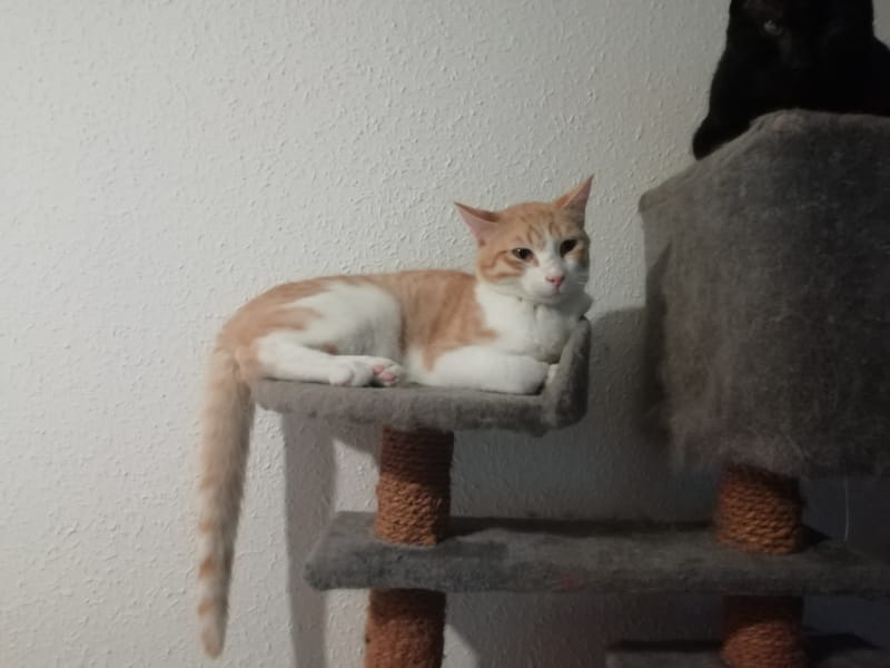 Captura