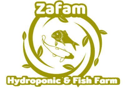 Zafam Hidroponic & Fish Farm