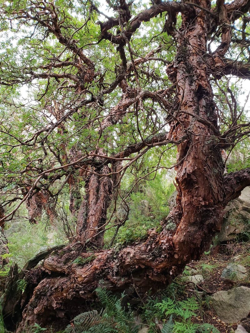 OBJETIVO 2018: PLANTAR 10.000 TABAQUILLOS