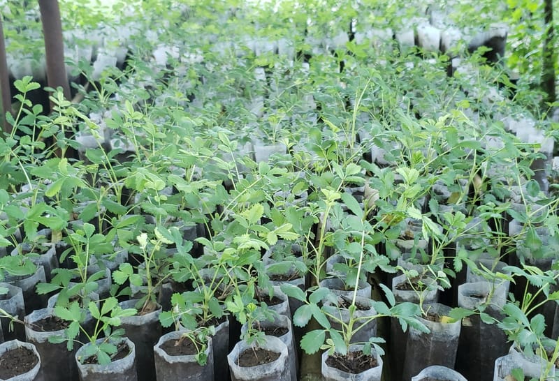 OBJETIVO 2019: PLANTAR 50.000 TABAQUILLOS