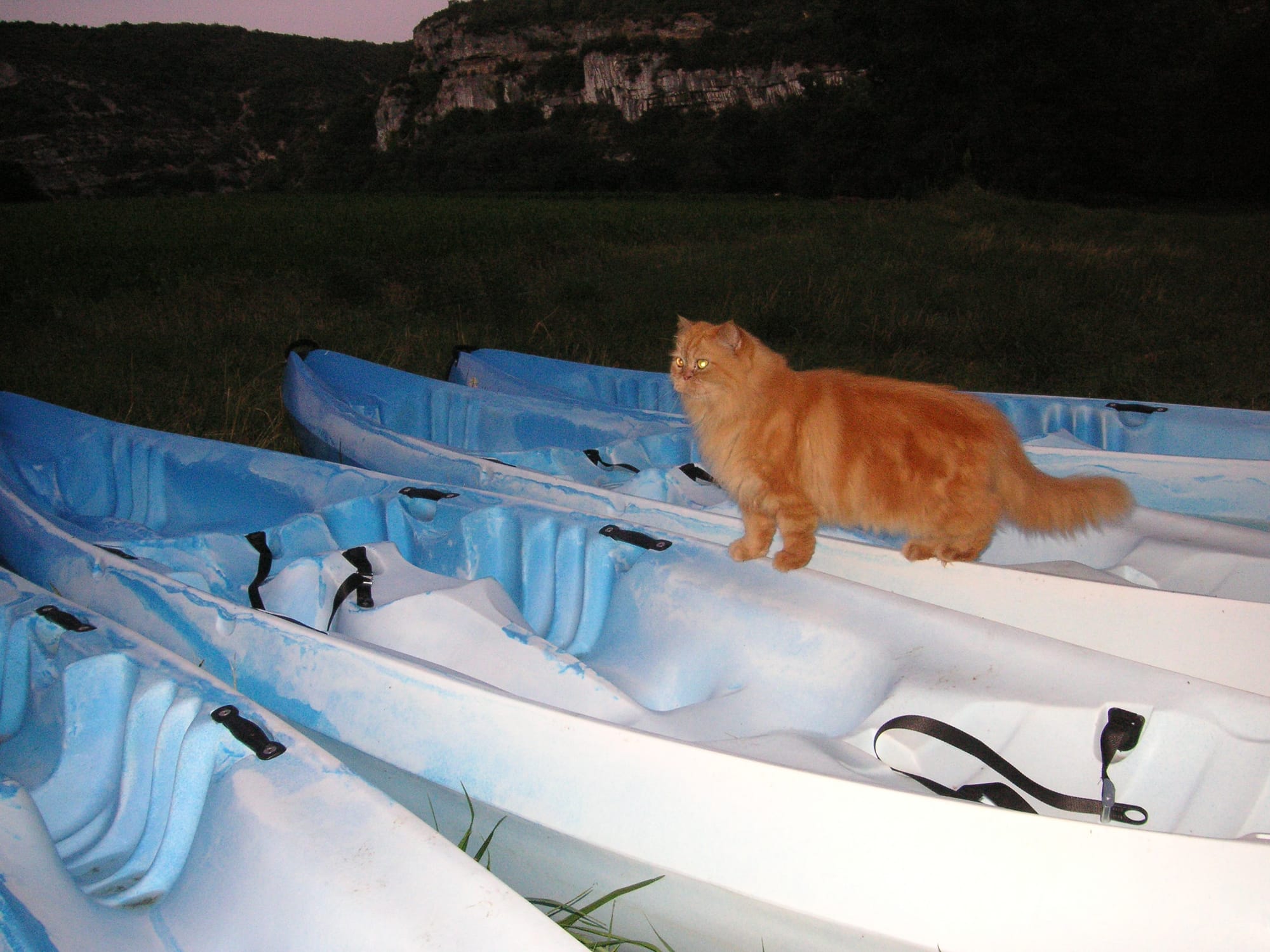 Pulci chat Mascotte Kayman Canoes