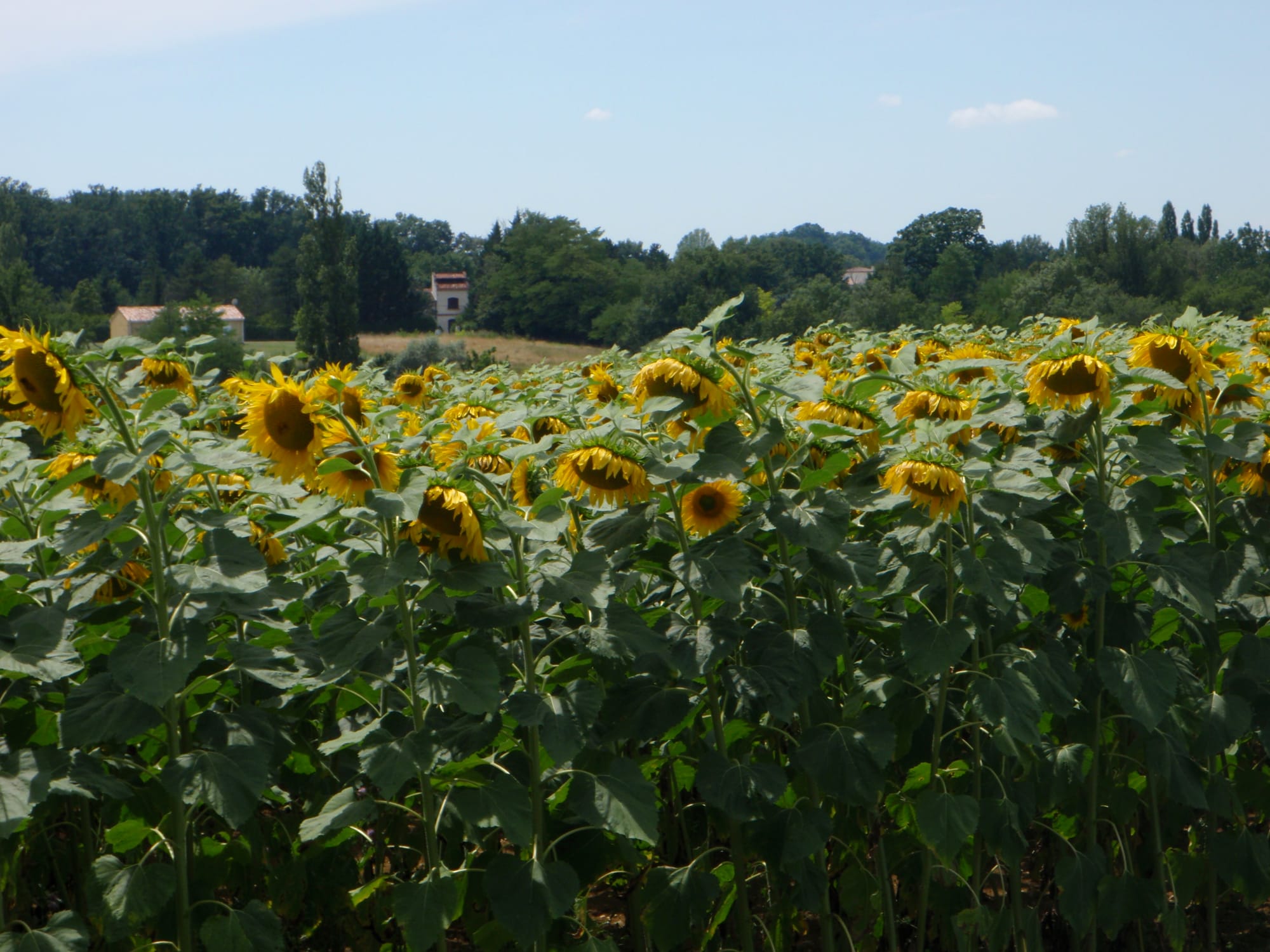 Champ de Tournesols dans les environs de Kayman Canoes