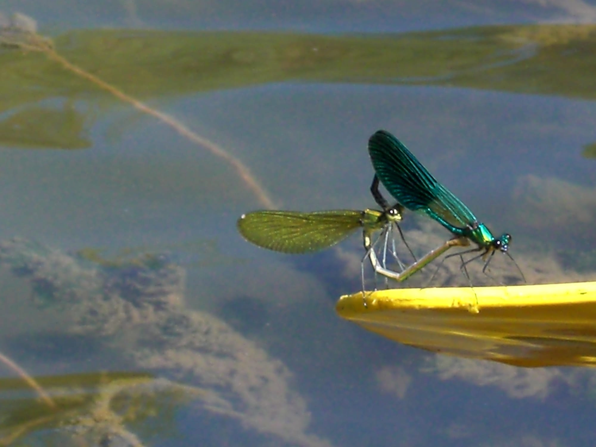 Libellule sur pagaie Kayman Canoes