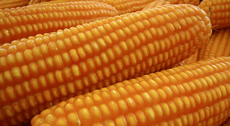 MAÍZ