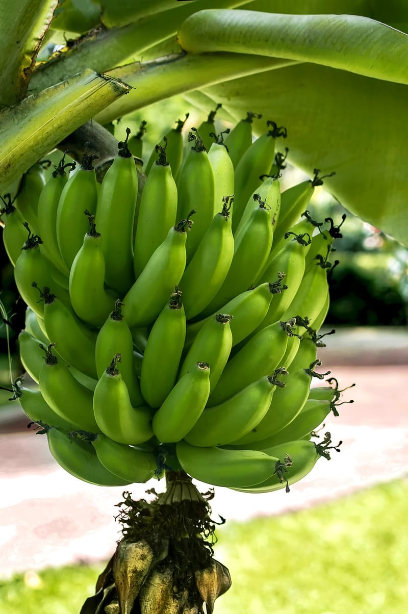 EL PLATANO VERDE