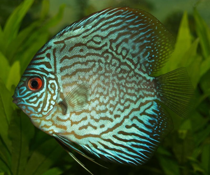 Mojarra