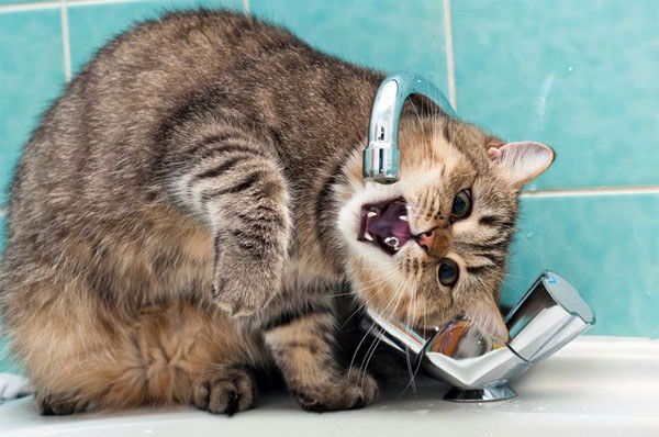 Коты и питьевая вода