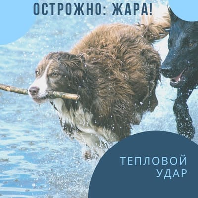 Осторожно: ЖАРА!
