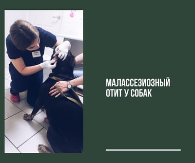 Малассезиозный отит у питомцев