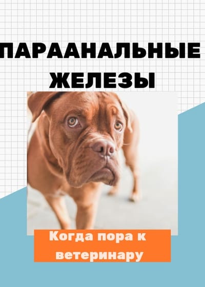 Параанальные железы