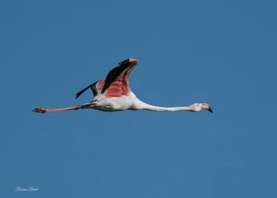 Investing in Albania 阿尔巴尼亚投资分析