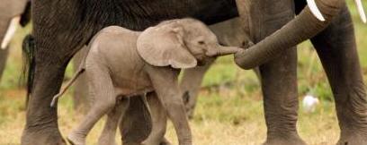 美国出生的宝宝还是中国籍？