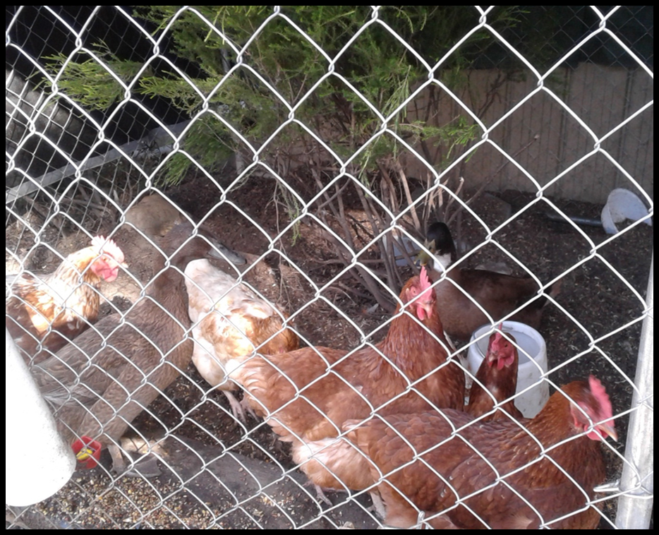 Rainbow's Chickens and Ducks