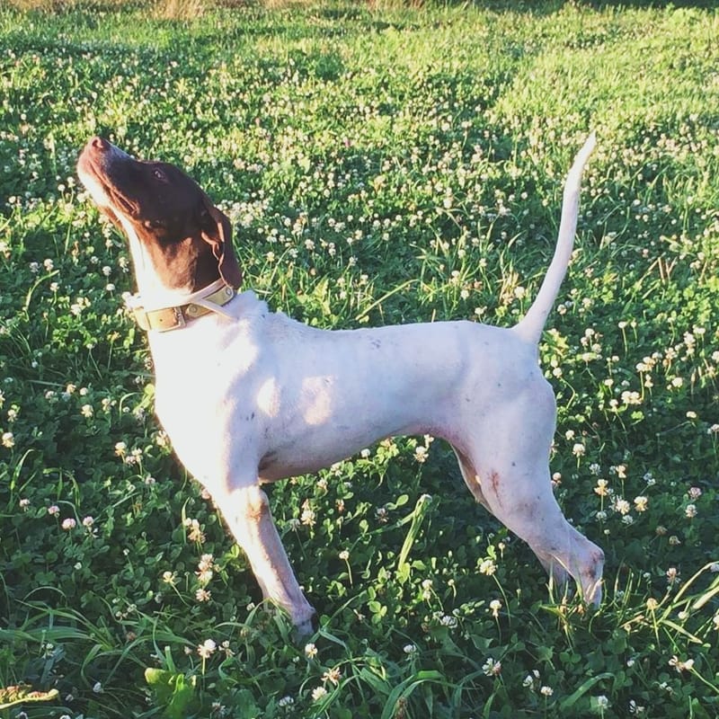 For Love of the Flint Hills, Bird Dogs and Quail Hunting