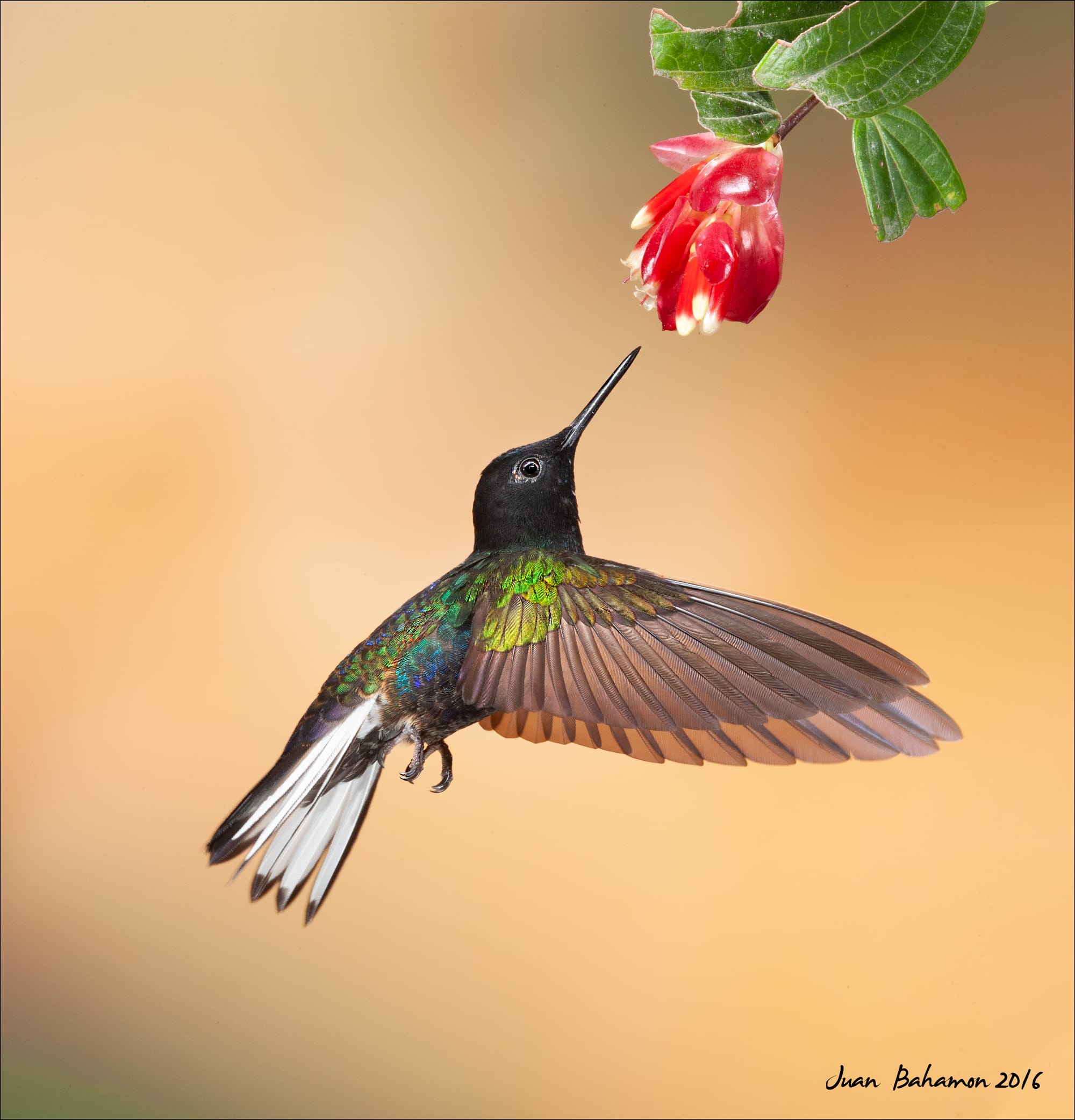 Velvet-purple coronet